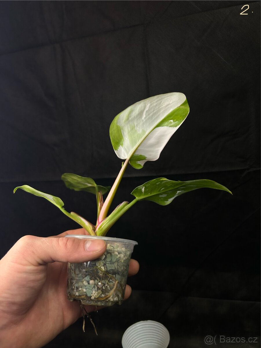 Philadendron White Princess - 4
