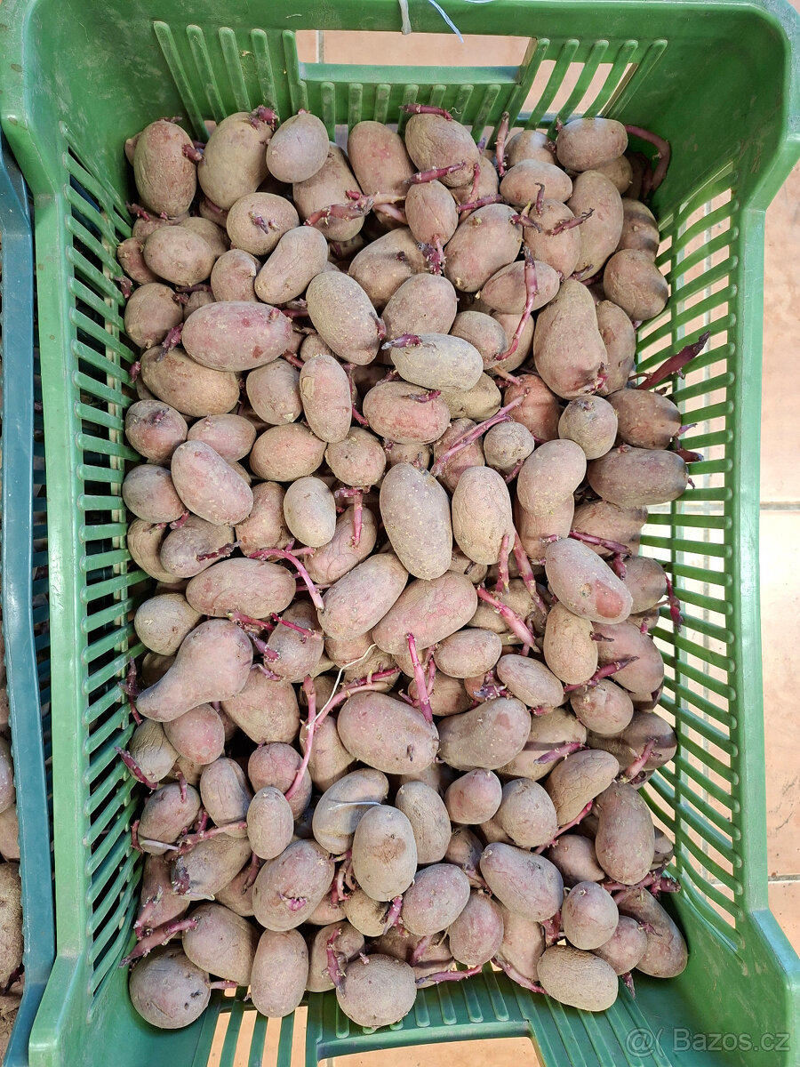 Sadbové brambory - 4