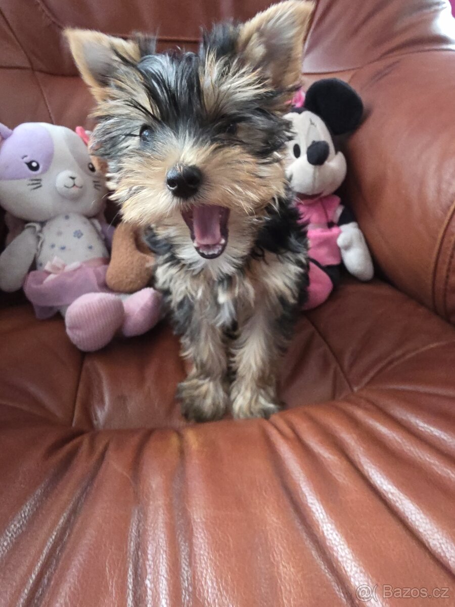 Jorkšířský teriér fenka s PP - 4