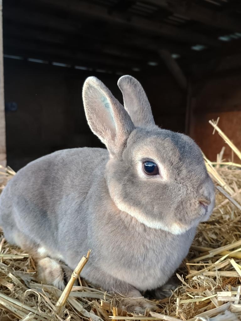 Zakrslá samička rex mazlík - 4