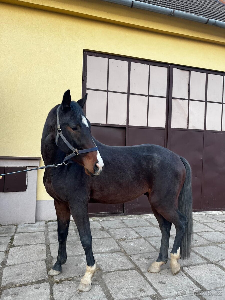 mladý valach po Corlensky Ruf - 4