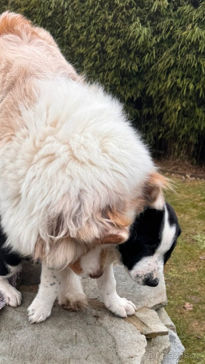 2-měsíční štěně x dvou plemen s PP - 4