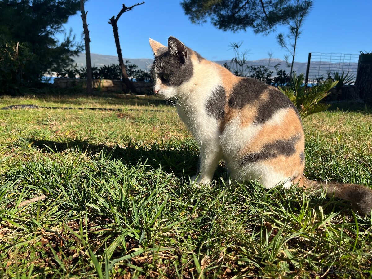 Křiženec britky - kočička - 4