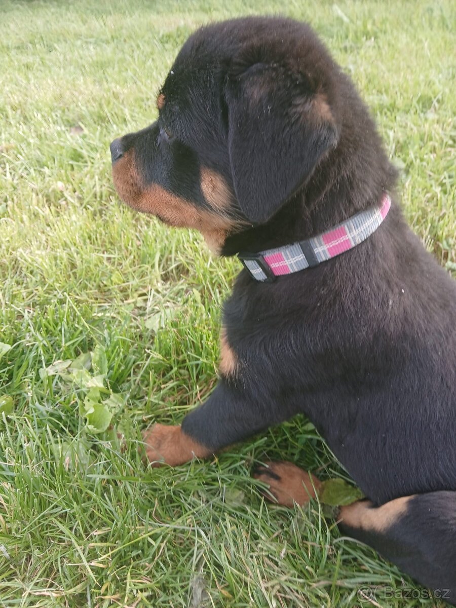 Rotvajler, rtw, rottweiler - 4