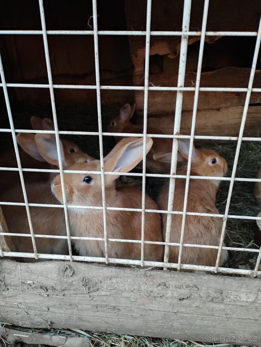 Burgundský králík - 4