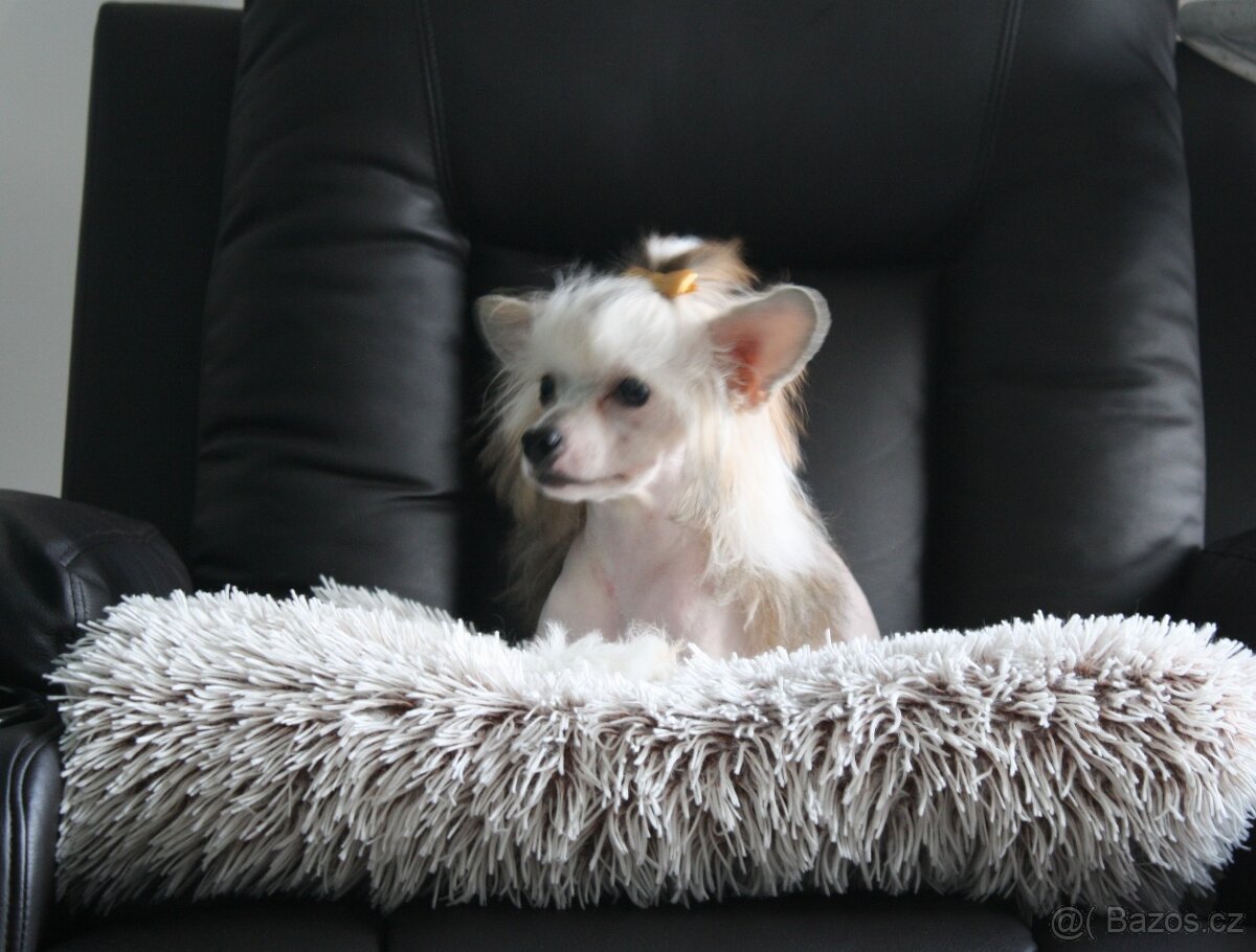 Čínský chocholatý pes s PP - 4