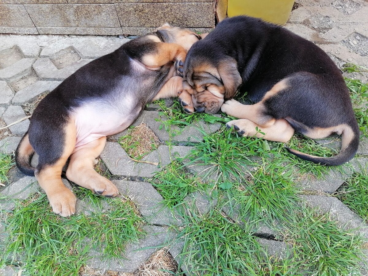 Bloodhound - 4