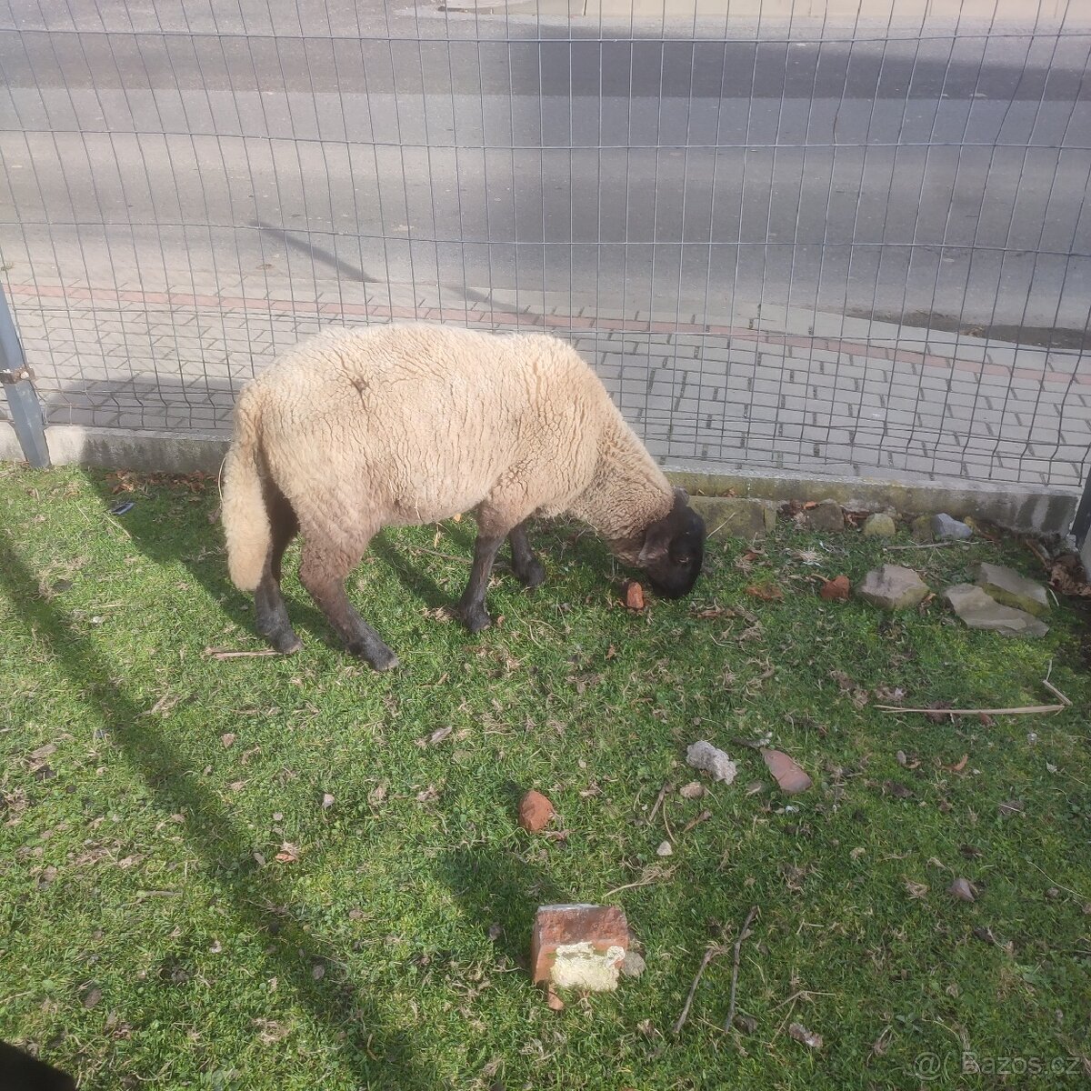 Sufolk 2 barany, 2 ovce Zwartbles - 4