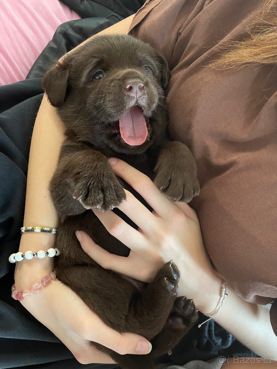 Čokoládová štěňátka labradorského retrívra s PP - 4