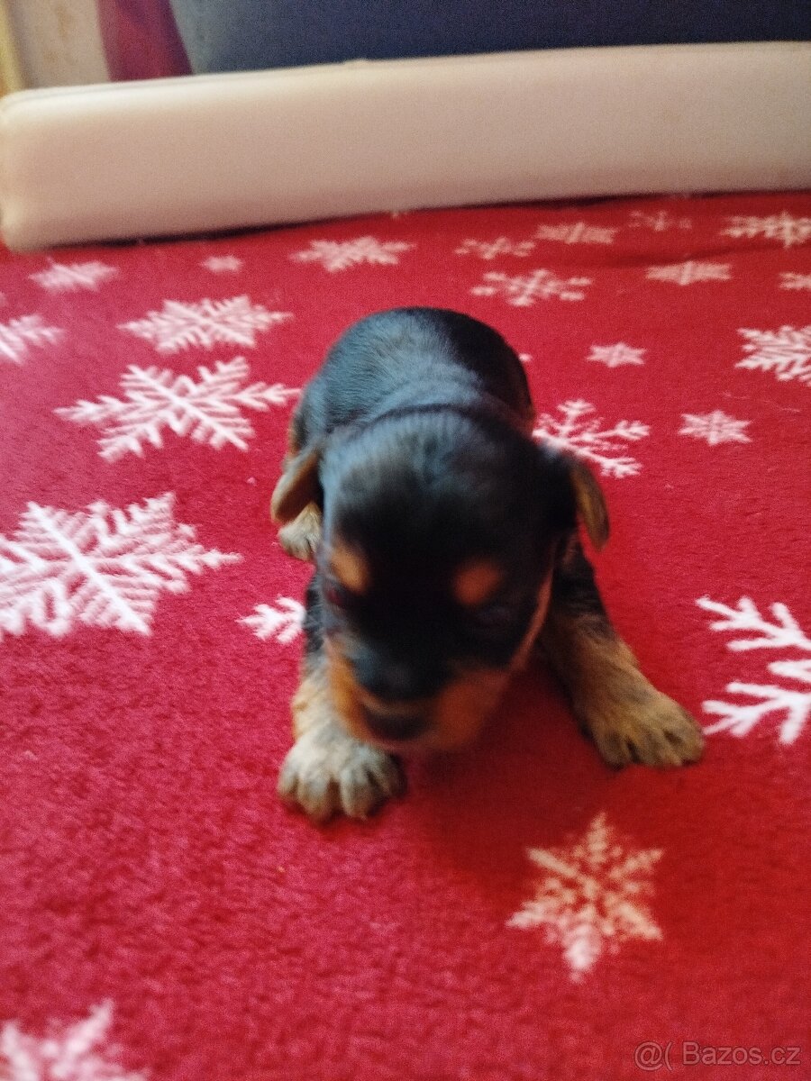 Jorkširsky teriér Biever - 4