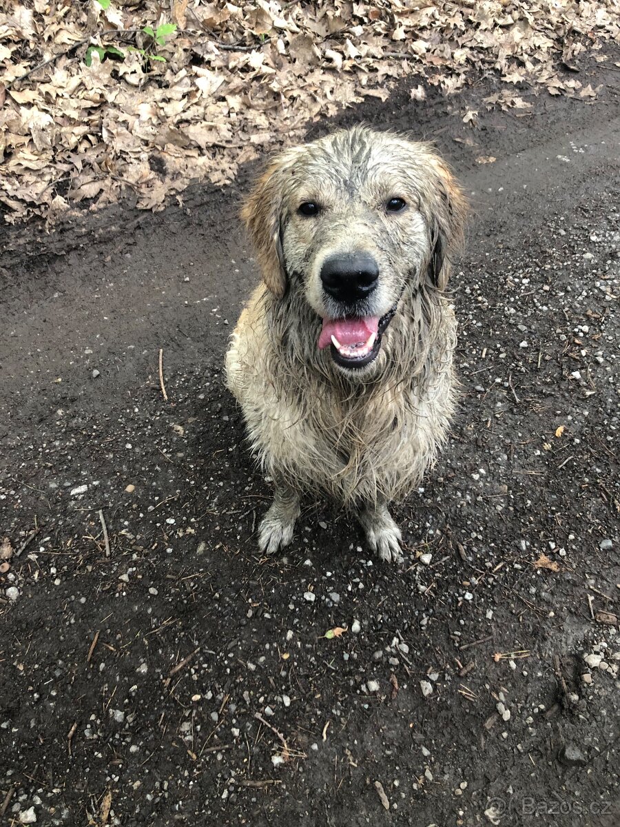 Zlatý retrívr (adopce) - 4