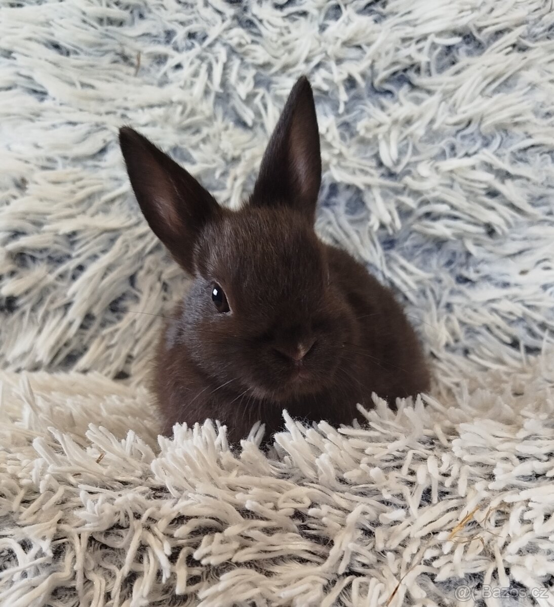 Zakrslý krátkouchý - 4