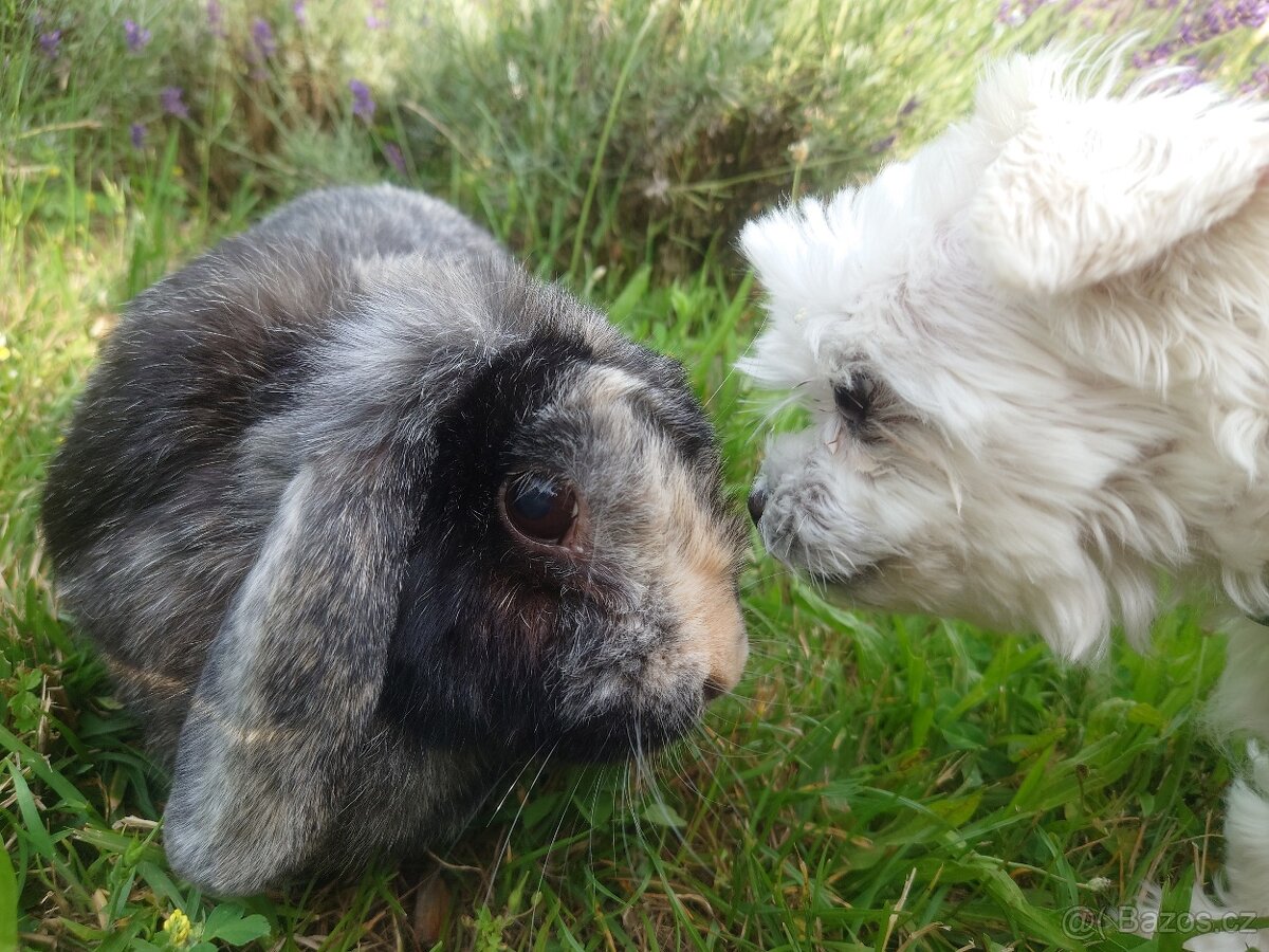 Zakrslá samička - 4