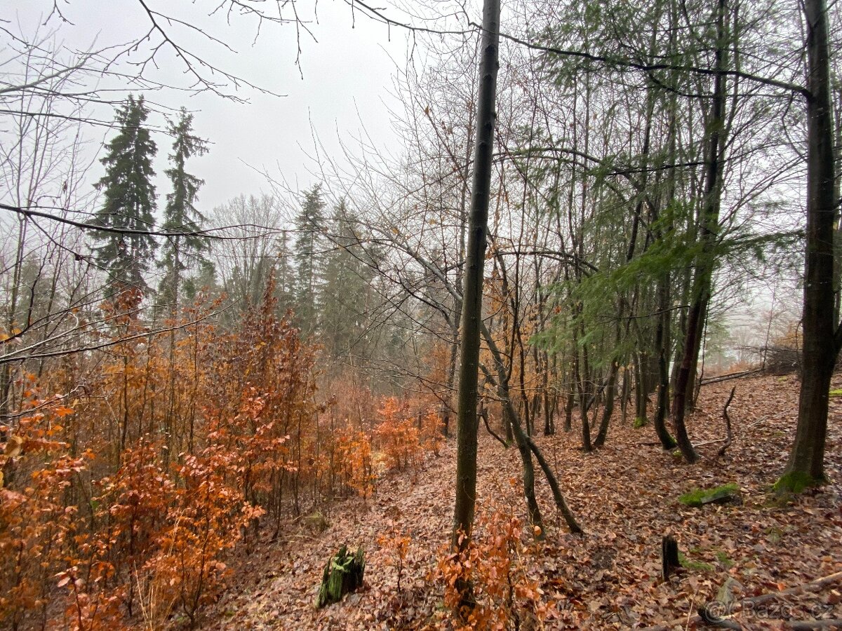 Lesní pozemek Jedlí - 4