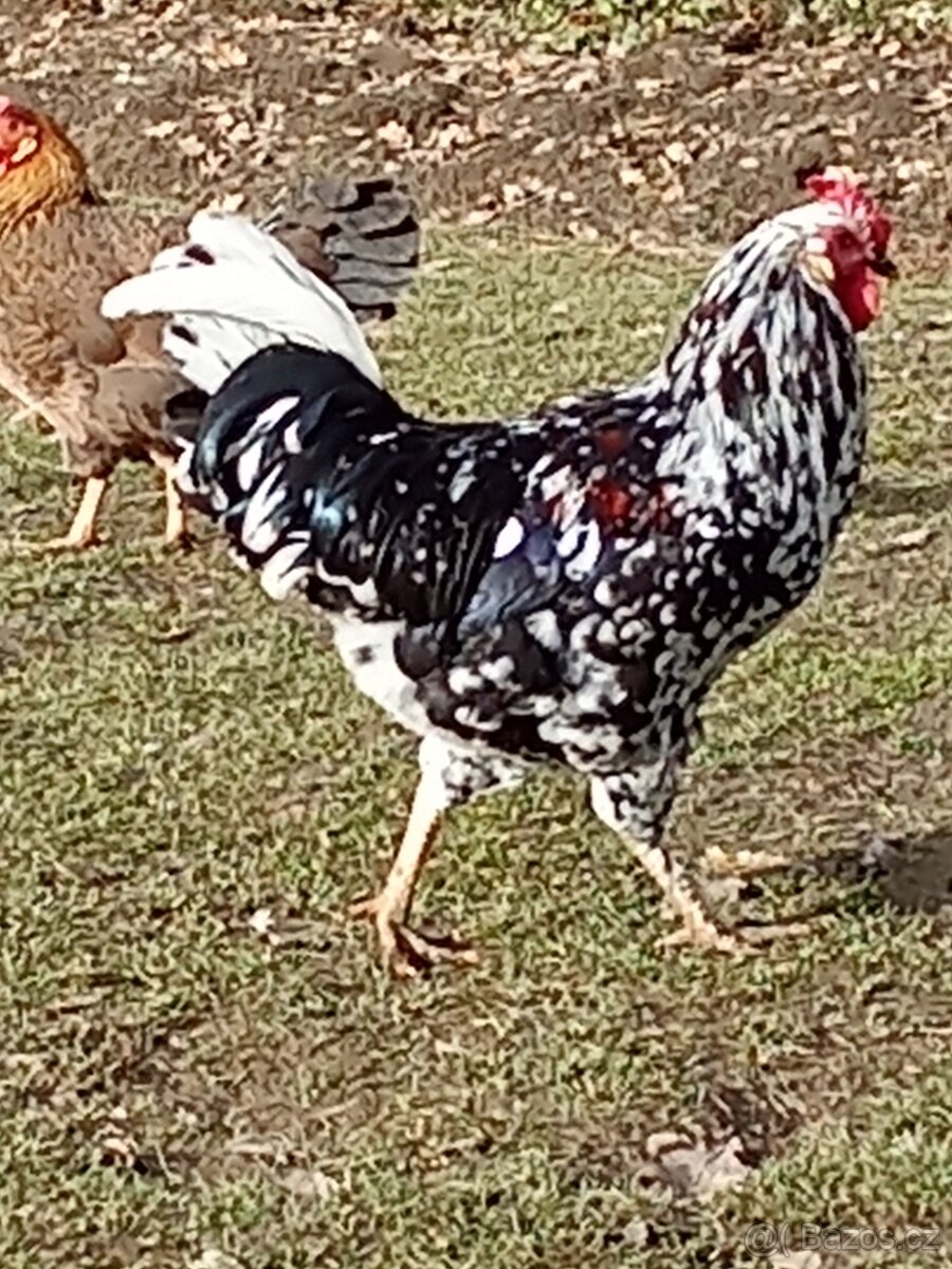 Letošní kohoutci - 4