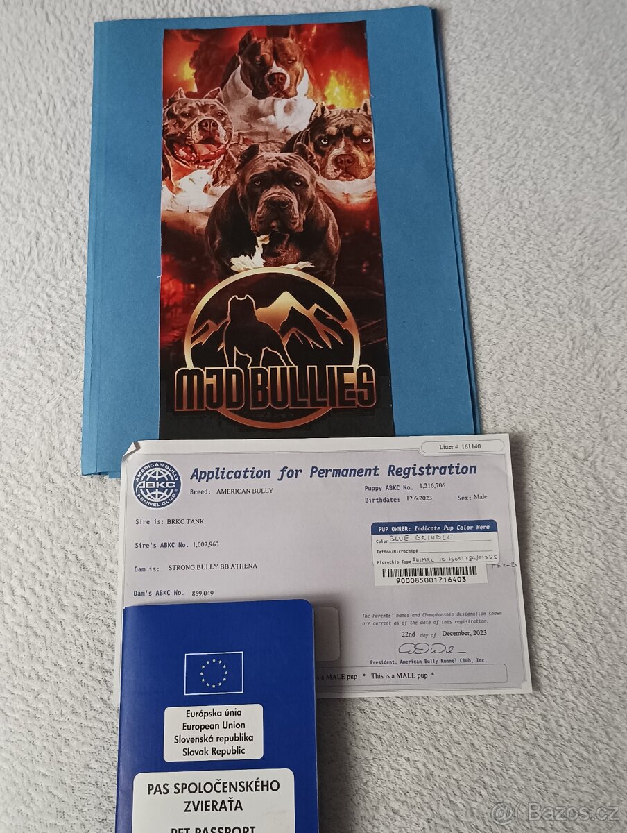 American Bully xl - 4