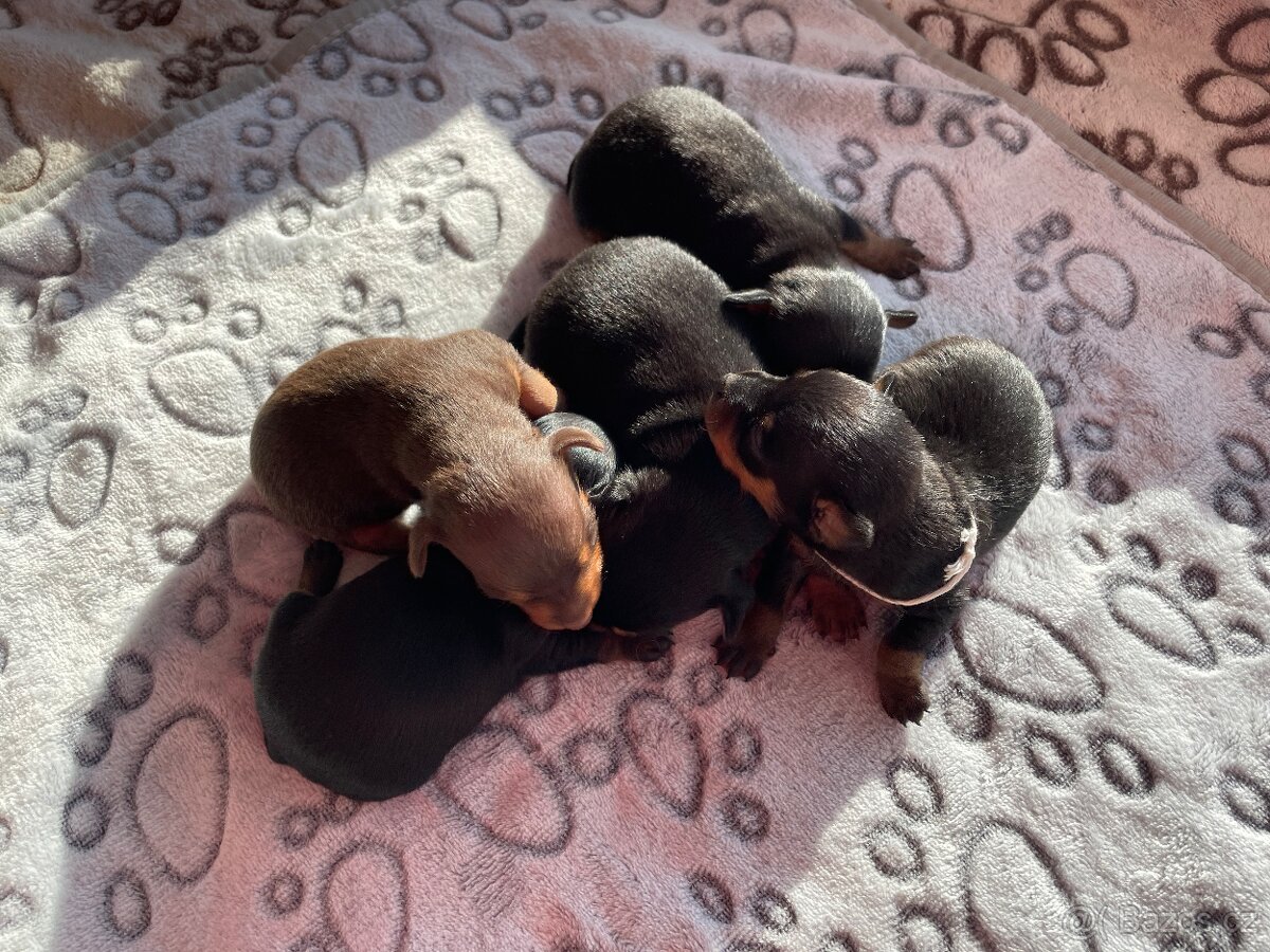 Pražský krysařík - štěňata s PP FCI - 4