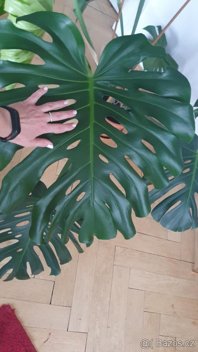 Monstera Deliciosa, 3 roky stará - 4