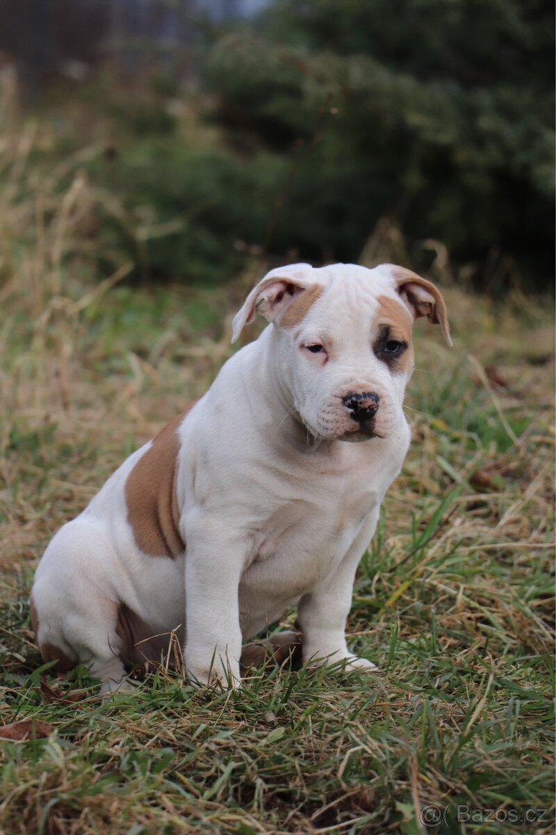 Americký stafordšírský teriér s PP pejsek CHAOS - 4