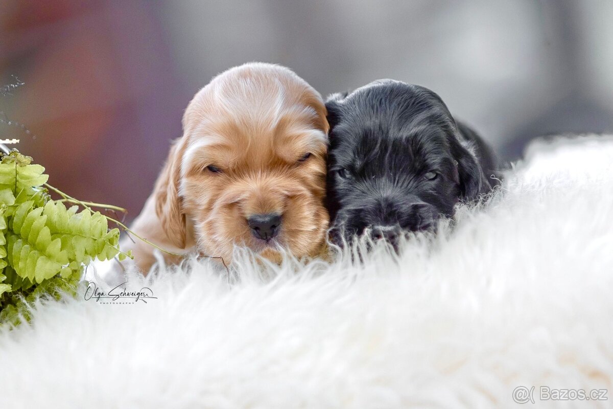 ANGLICKÝ KOKRŠPANĚL S PP - 4