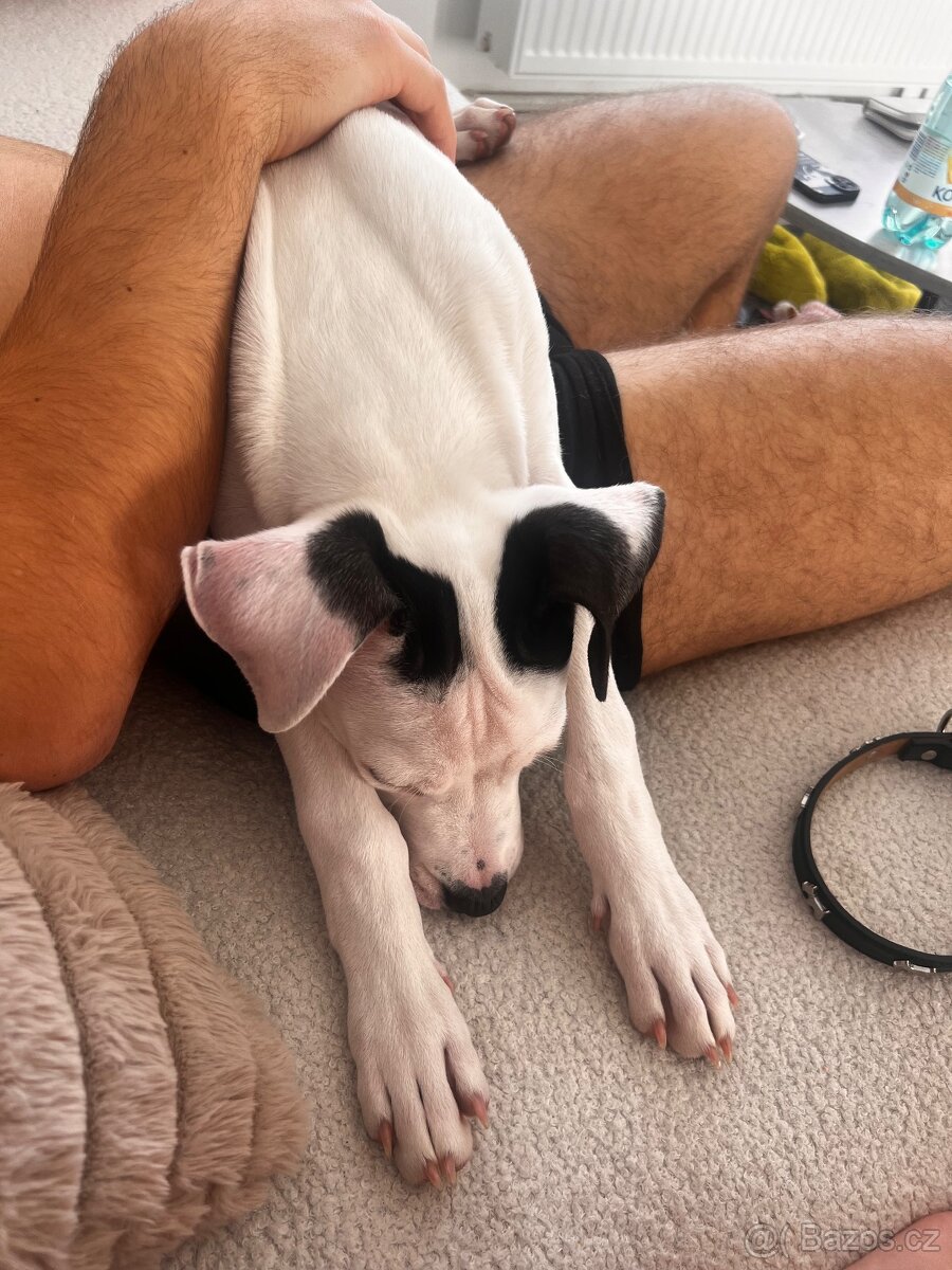 Am Staff kríženka - 4