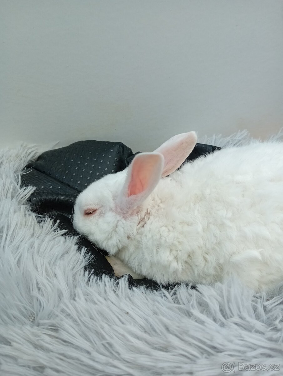 Zakrslý králíček rex I7 - 4