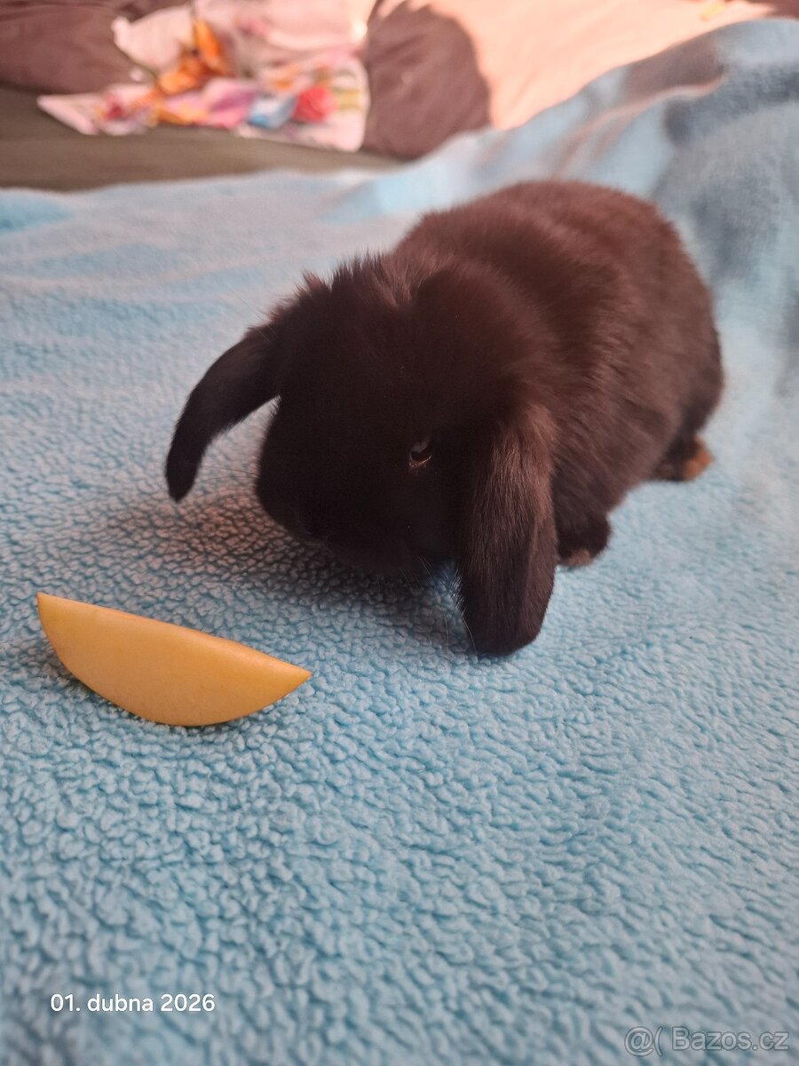 Zakrslý beránek - 4