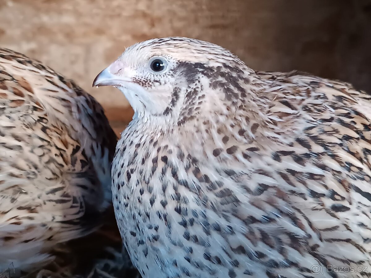 Prodám křepelky - 4