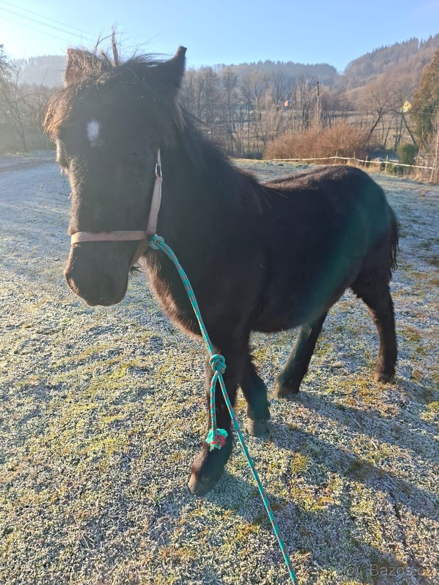 Černý hřebeček - 4