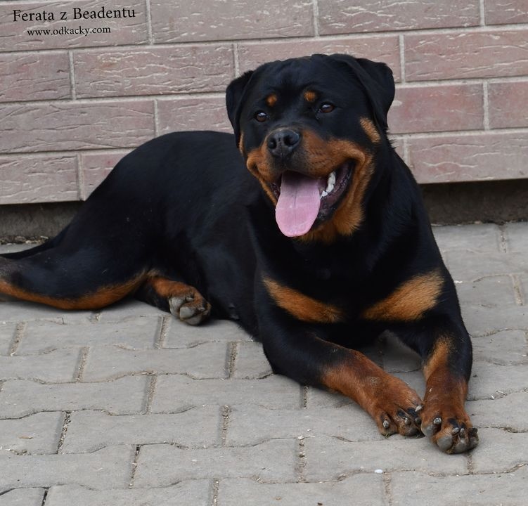 rotvajler - štěňata - 4