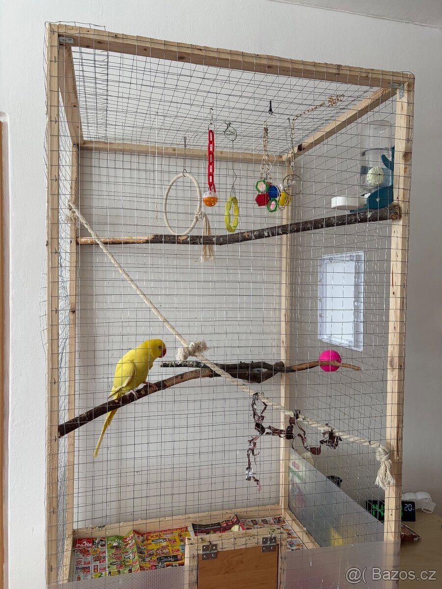 Alexandr malý/pětiměsíční papoušek - 4