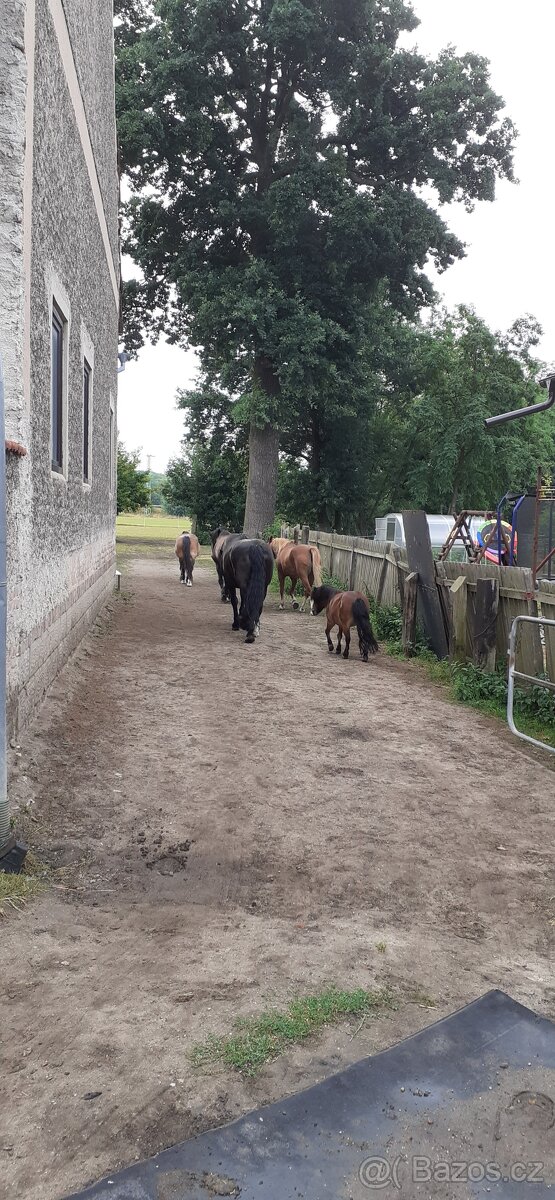 Pronájem, ježdění na koních - 4