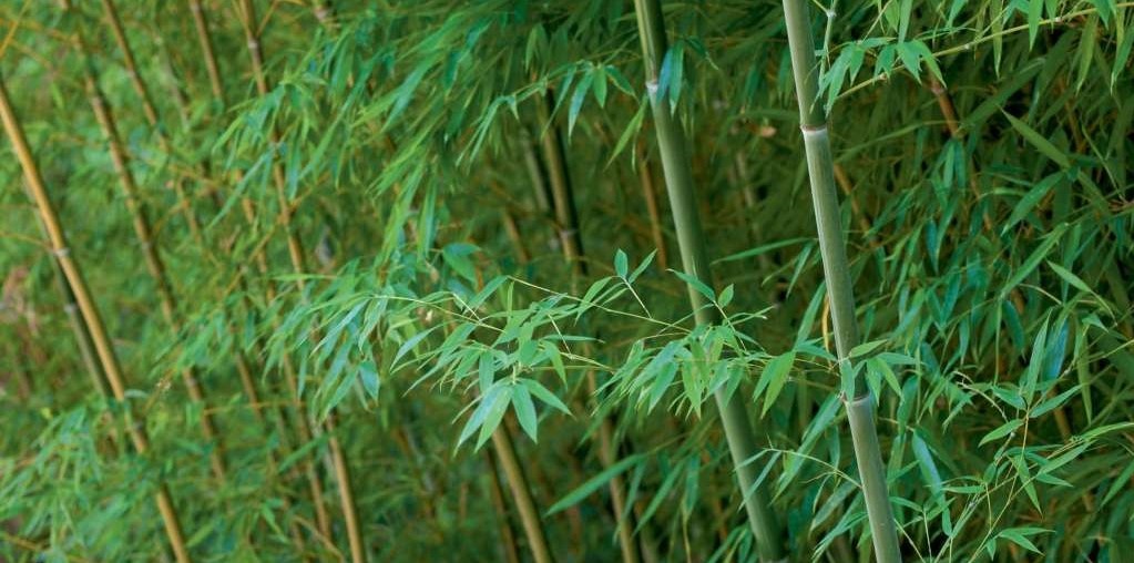 Bambus - 4