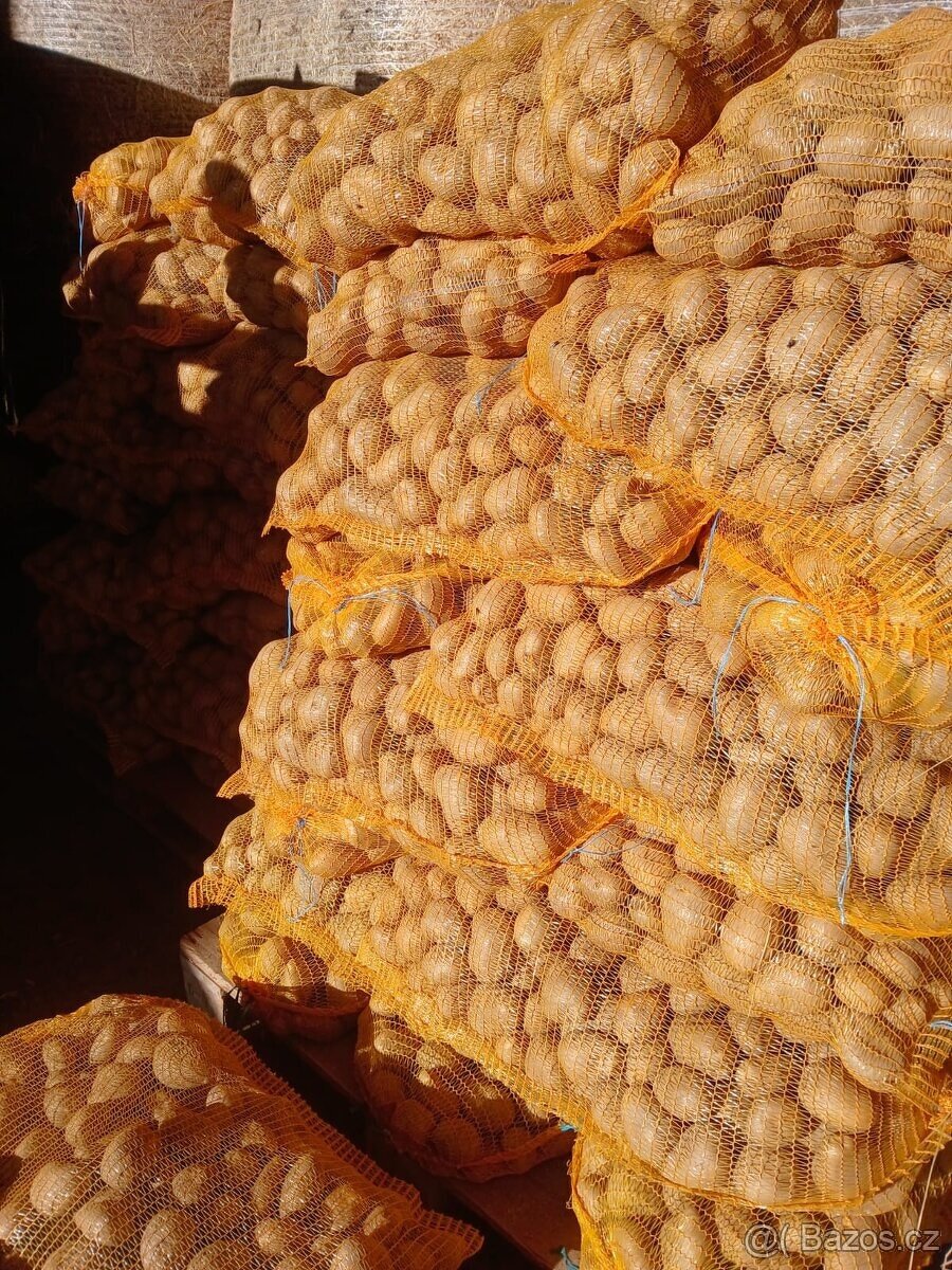 Prodám konzumní brambory - 4