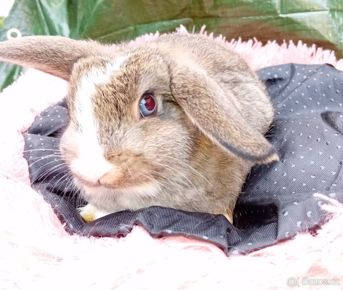 Zakrslý kralicek samicka - 4