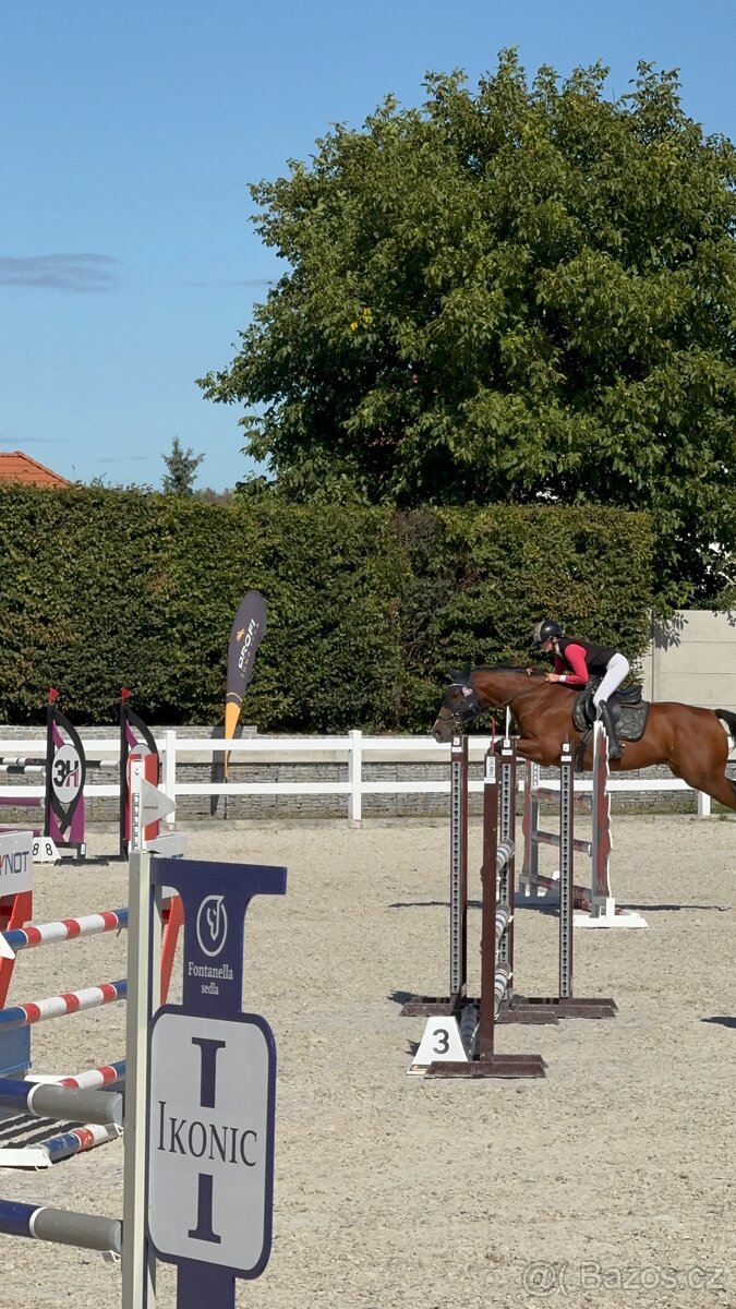 Kobyla do chovu a sportu - 4