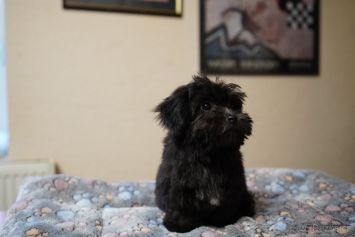 Roztomilá štěňátka havanského bišonka - 4