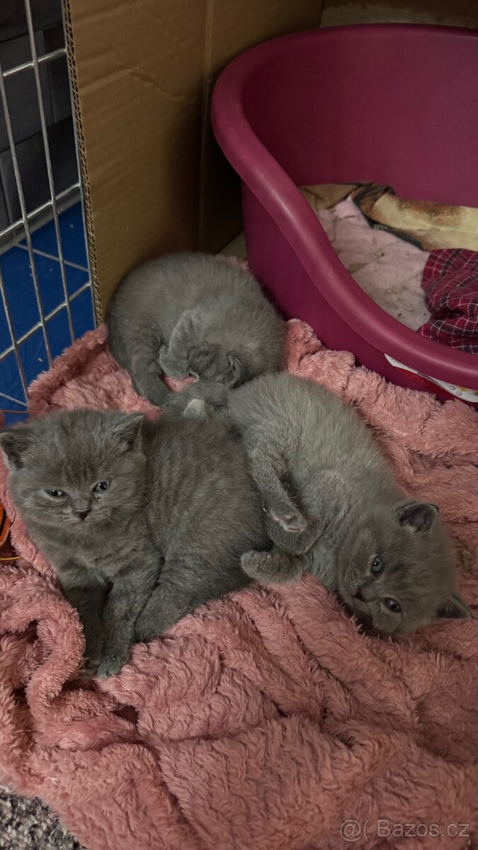 BRITSKÁ MODRÁ koťátka - 4