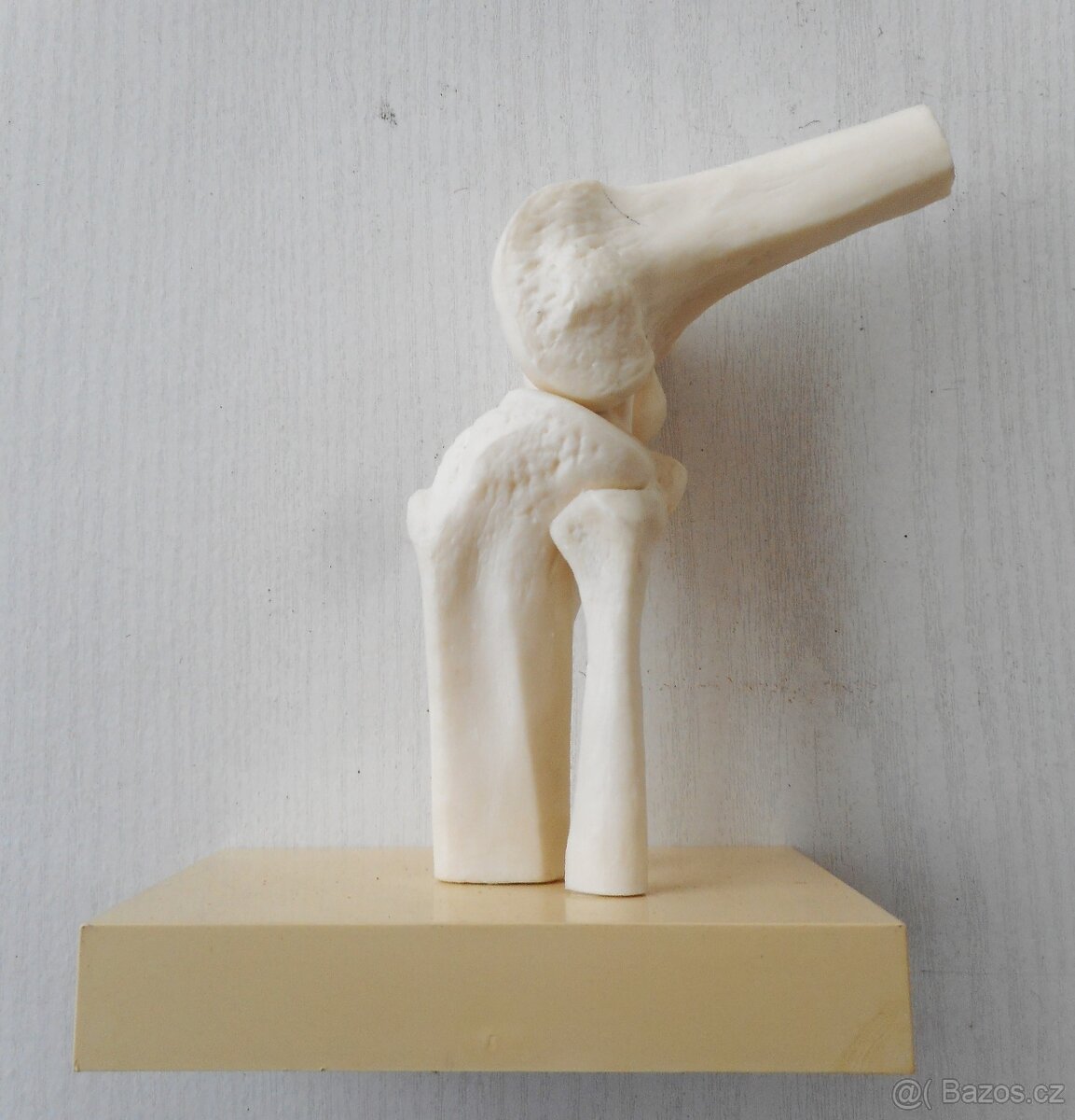plastový model kolena - 4