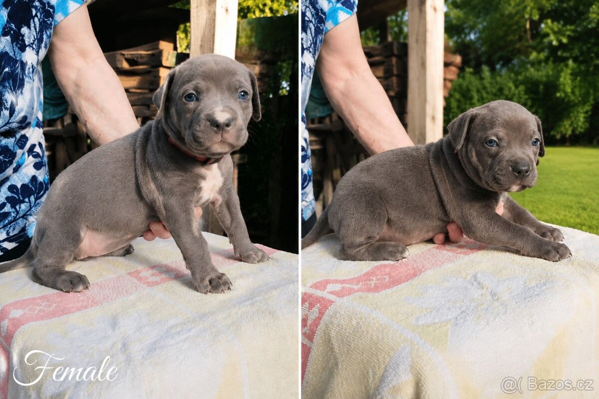 American bully XL - 4