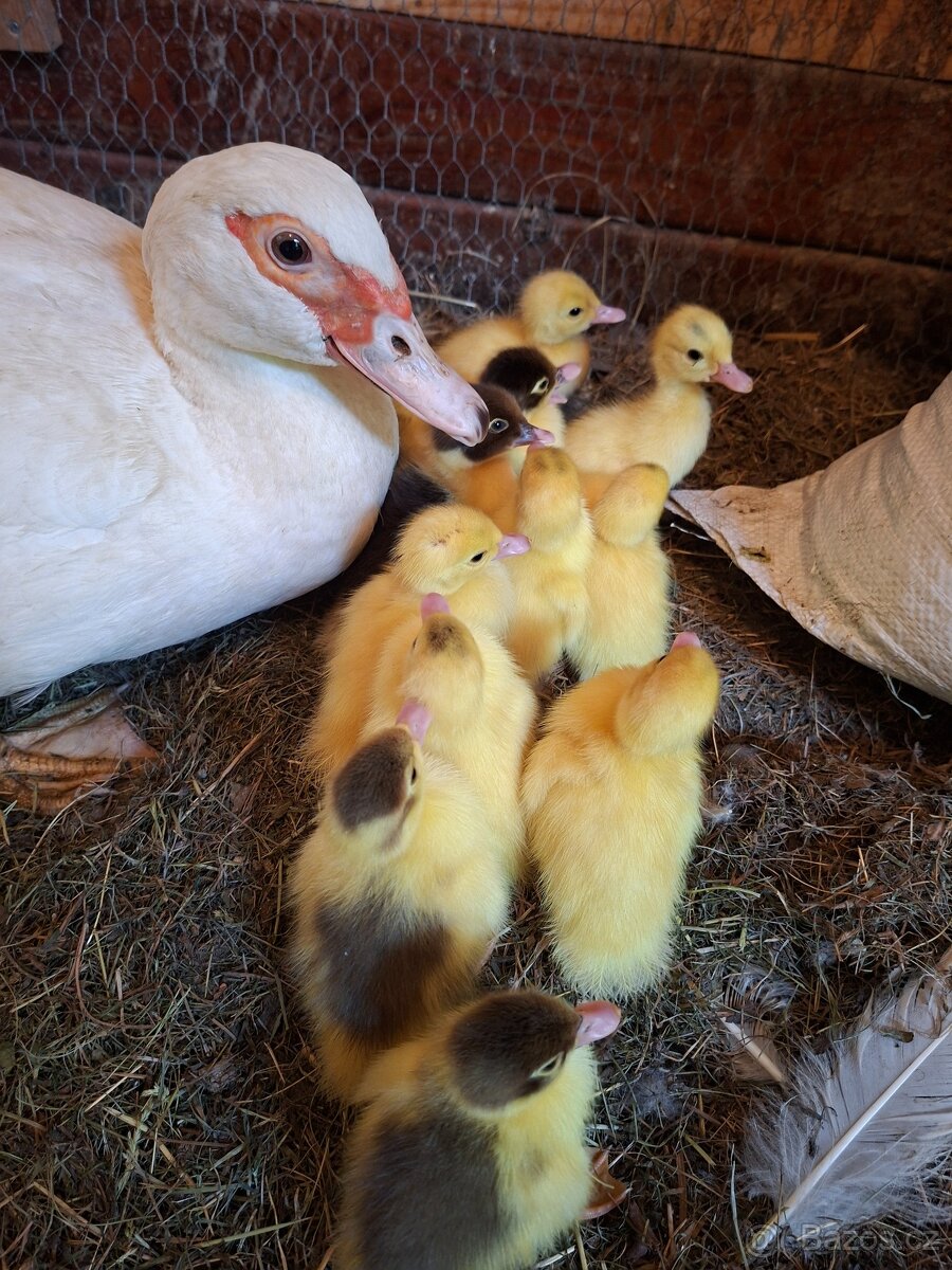 Káčata pižmovky - 4