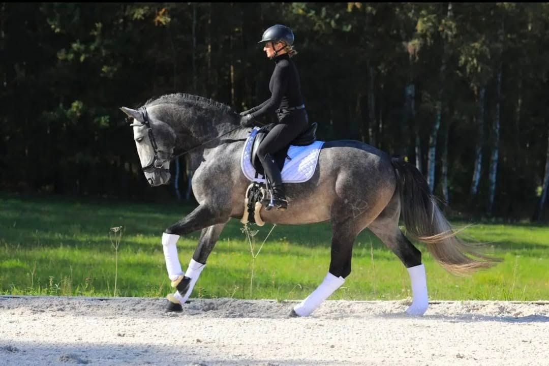 P.R.E. 2letá klisna - 4