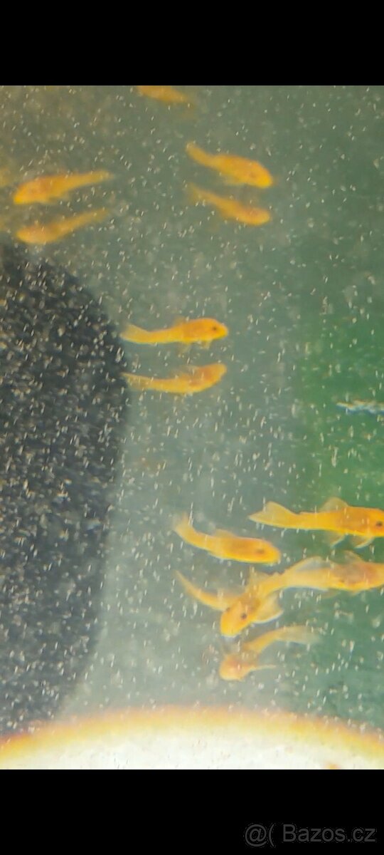 Prodám ancistruse l 144 lemon A obyč hnědé - 4