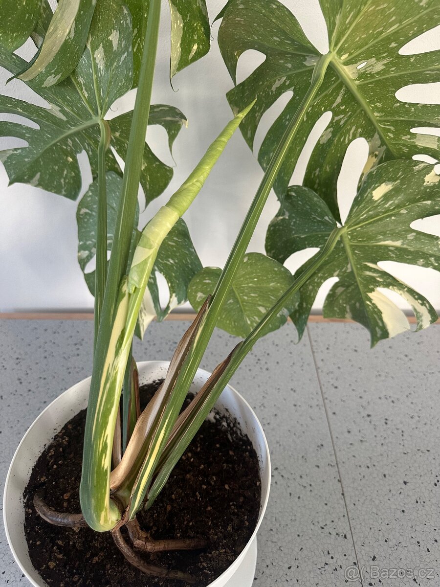 Monstera Thai pokojová květina - 4