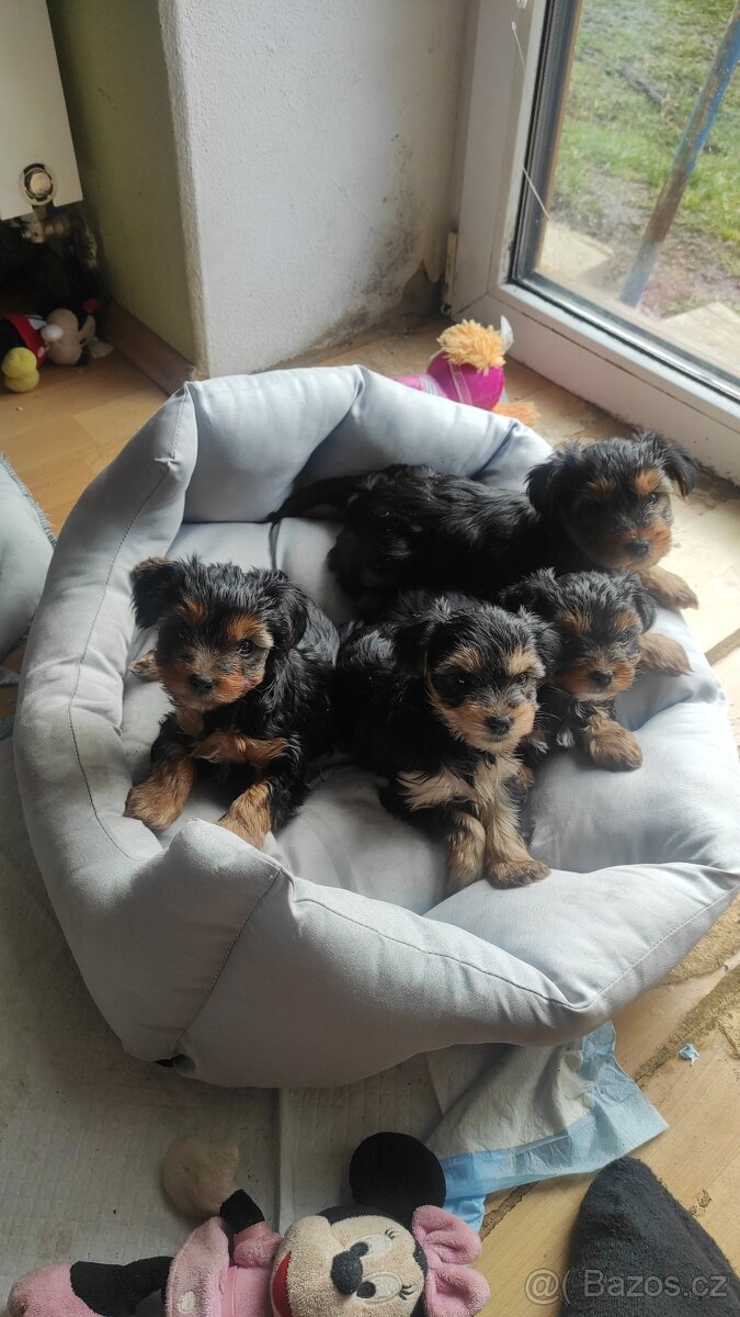 Yorkšírský teriér - 4