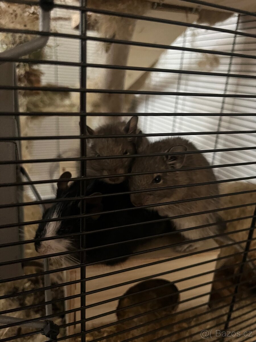 Osmák degu - 4
