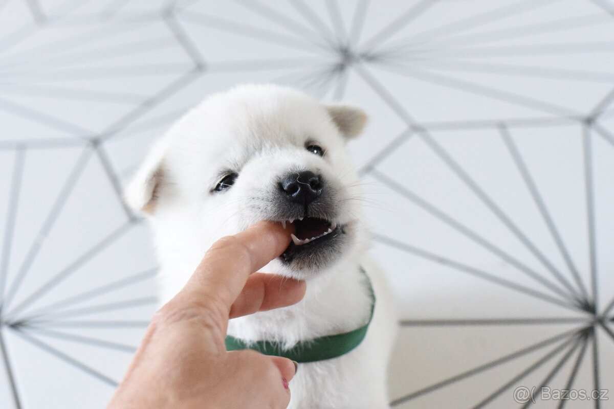 Kishu Inu štěňata s PP FCI - odběr na Vánoce - 4