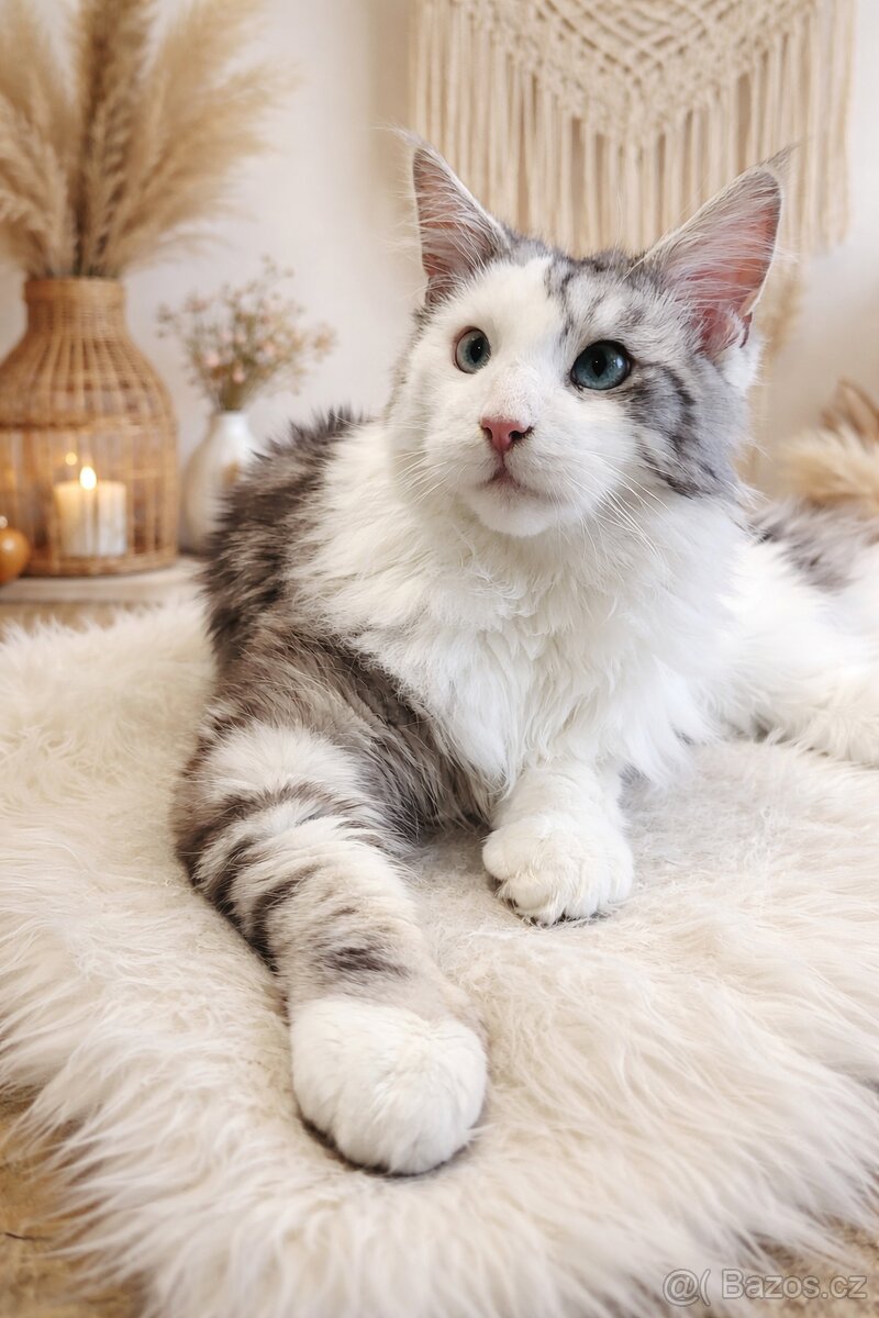 💙Mainská mývalí💙 - 4