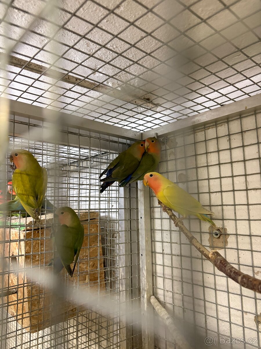 Agapornis růžohrdlý - 4