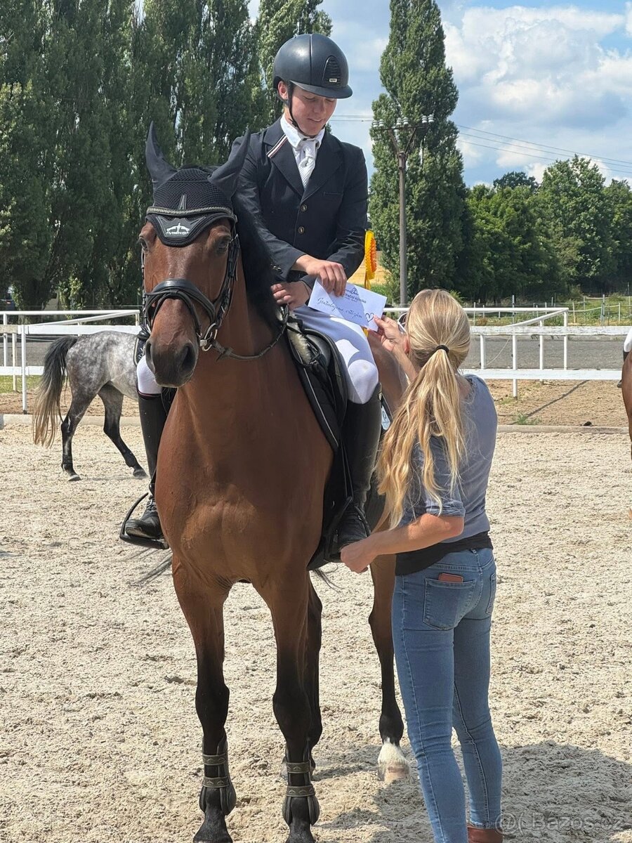 Prodáme sportovního koně do drezury, do parkuru pro dítě, ju - 4